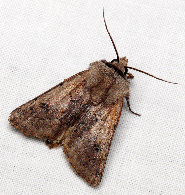 Agrotis cinerea - szürkés földibagoly