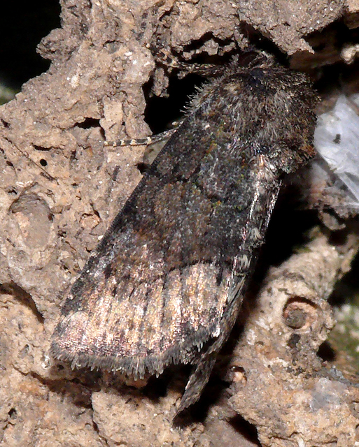 Oligia strigilis/latruncula/versicolor