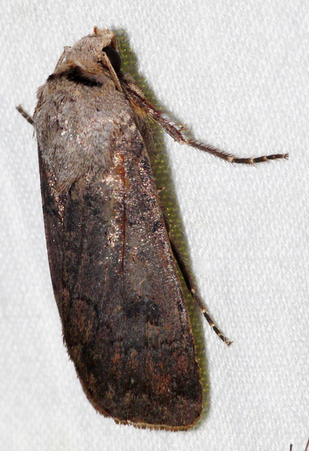 Agrotis cinerea - szürkés földibagoly