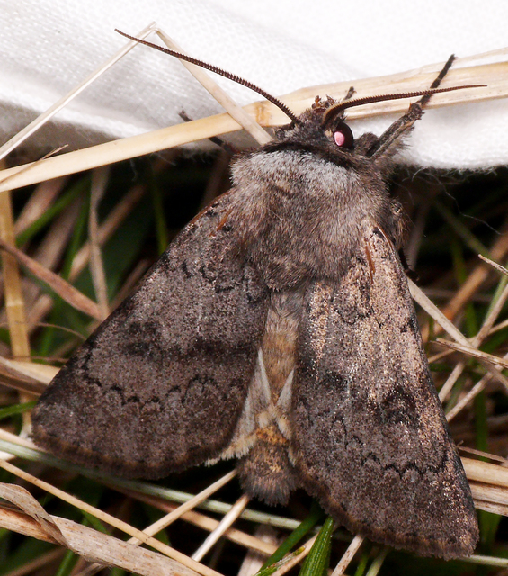 Agrotis cinerea - szürkés földibagoly