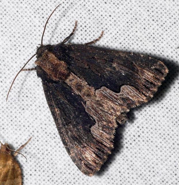Dypterygia scabriuscula - szurokbarna nyáribagoly