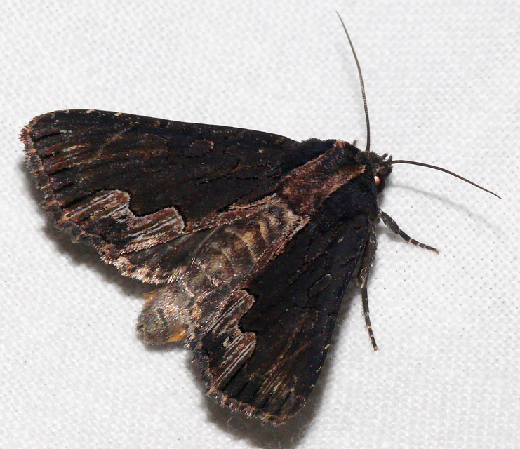 Dypterygia scabriuscula - szurokbarna nyáribagoly