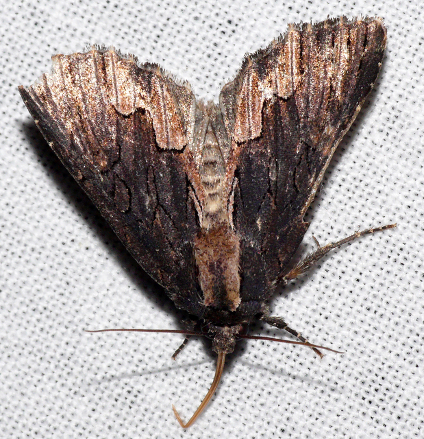 Dypterygia scabriuscula - szurokbarna nyáribagoly