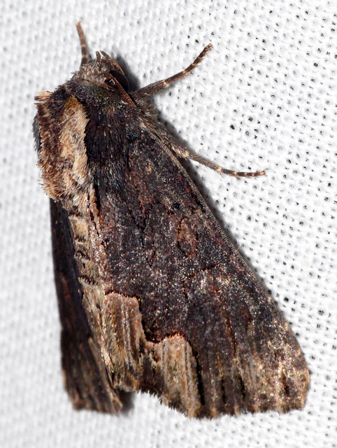Dypterygia scabriuscula - szurokbarna nyáribagoly