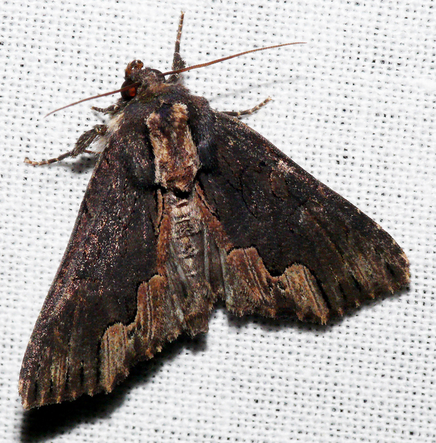 Dypterygia scabriuscula - szurokbarna nyáribagoly