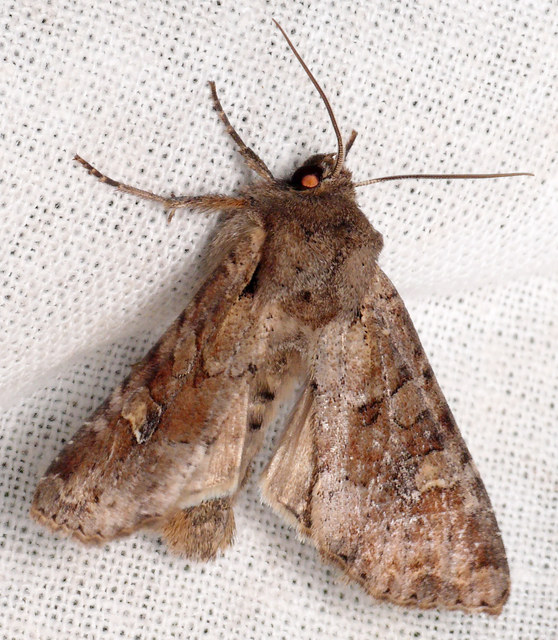 Apamea sordens - kalászrágó dudvabagoly