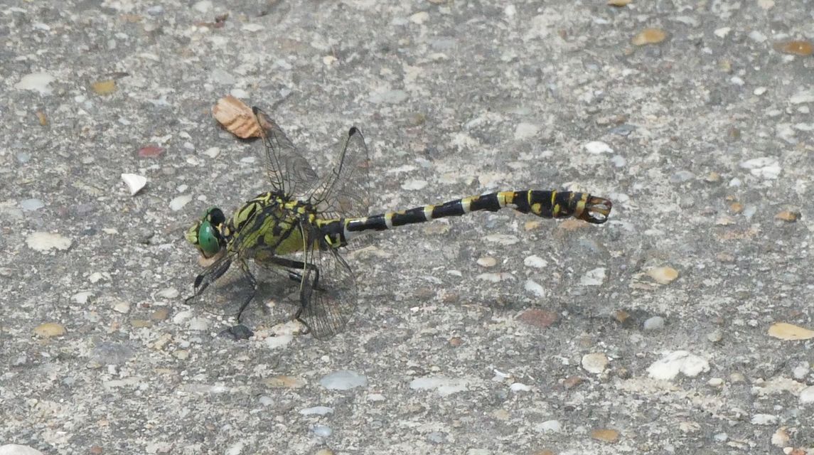 Onychogomphus forcipatus - gyűrűs folyami-szitakötő