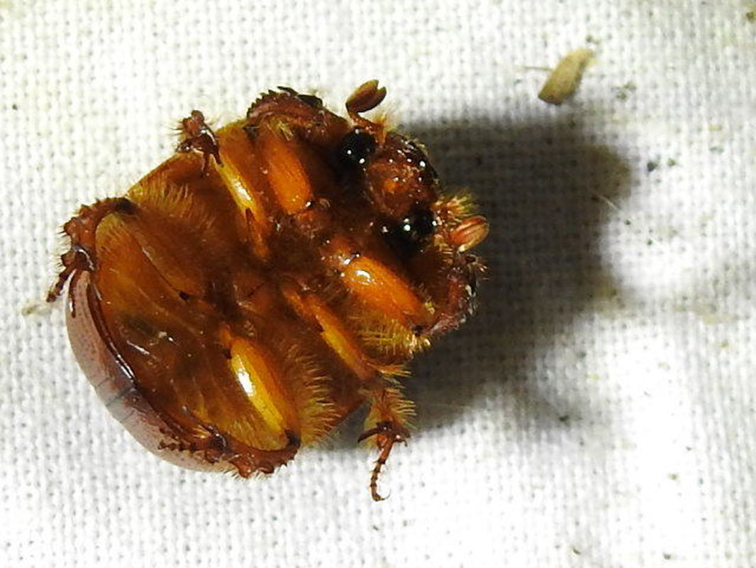 Bolbelasmus unicornis - szarvas álganéjtúró