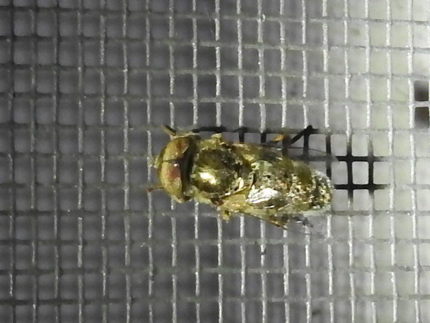 Eristalinus