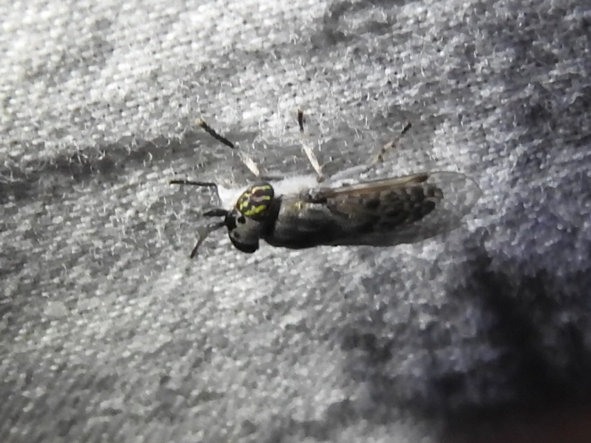 Haematopota