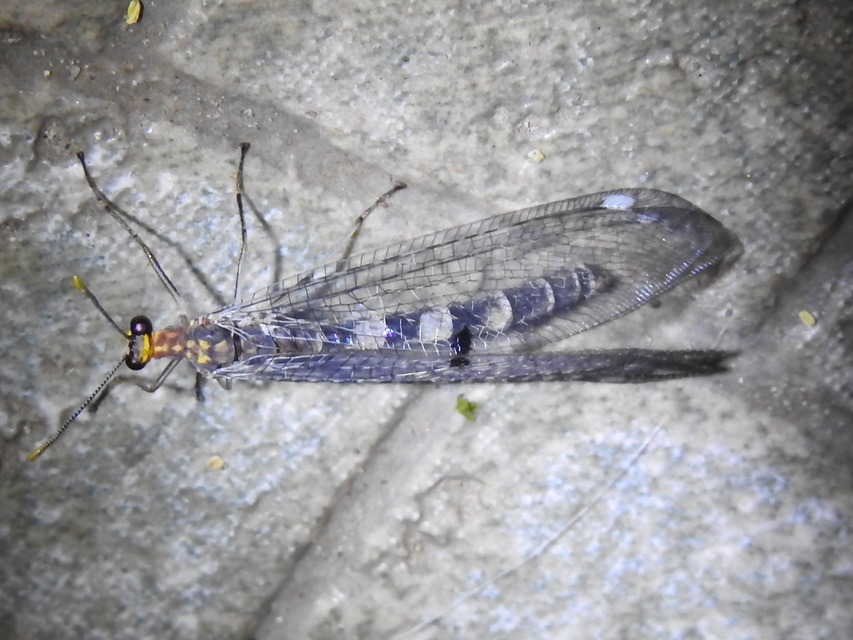 Megistopus flavicornis - kétfoltos hangyaleső