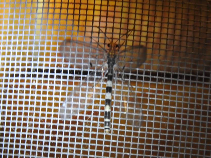 Megistopus flavicornis - kétfoltos hangyaleső
