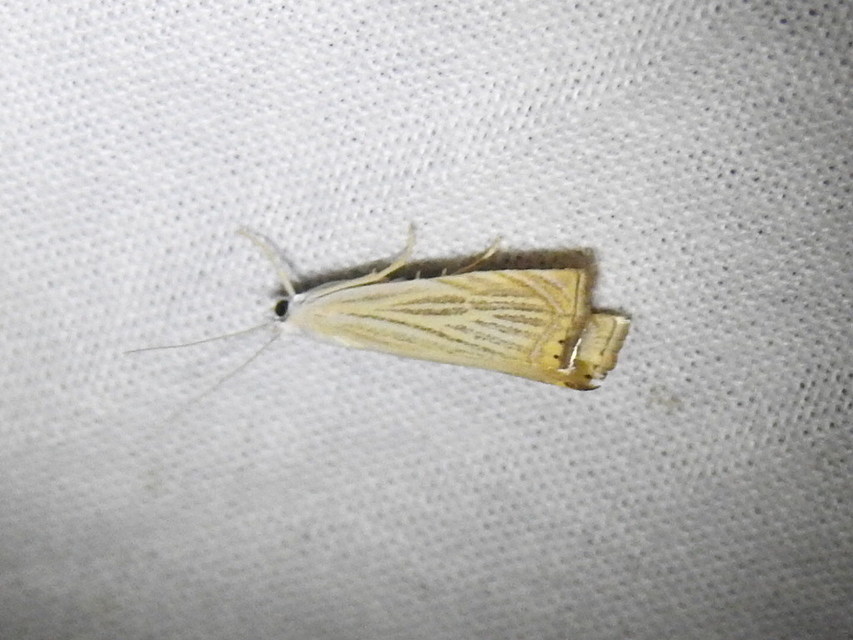 Chrysoteuchia culmella - kerti fűgyökérmoly