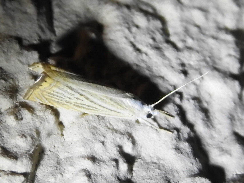Chrysoteuchia culmella - kerti fűgyökérmoly