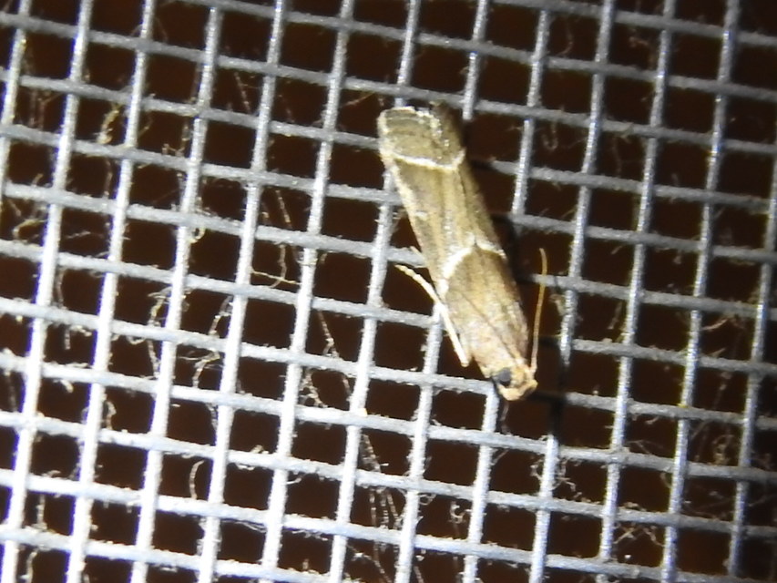 Nyctegretis lineana - agátszínű karcsúmoly