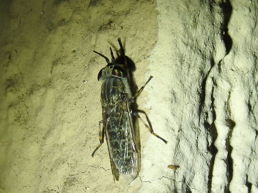 Haematopota