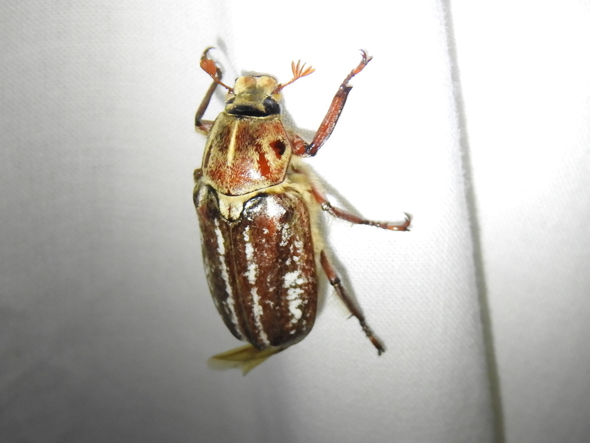 Anoxia orientalis - keleti cserebogár