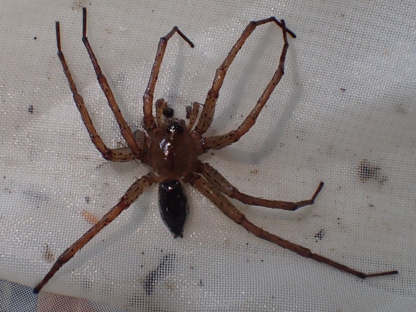 Dolomedes plantarius/fimbriatus