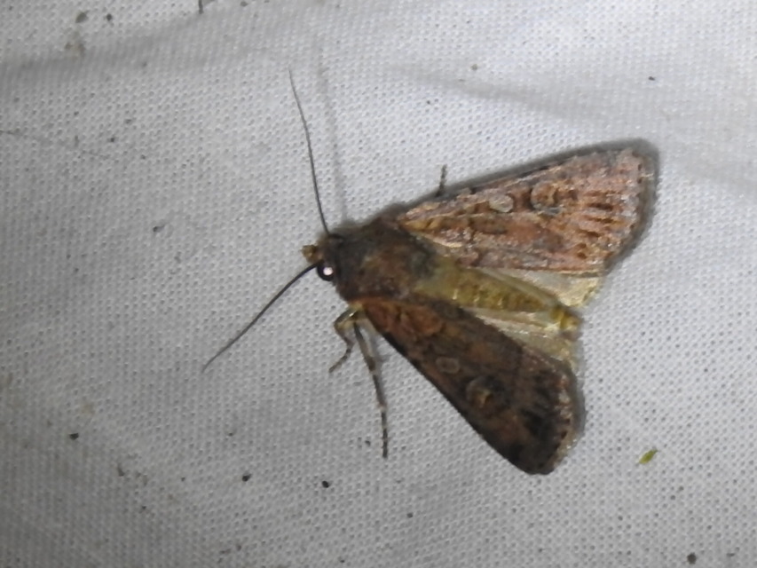 Euxoa tritici/nigrofusca/eruta