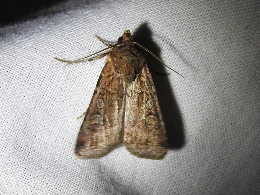 Euxoa tritici/nigrofusca/eruta