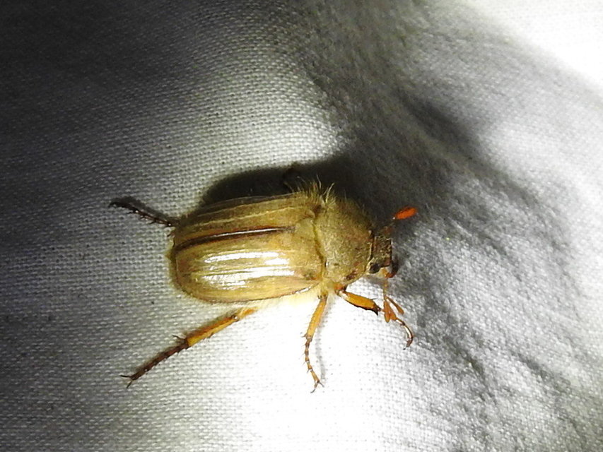 Amphimallon solstitiale - bordás sárgacserebogár