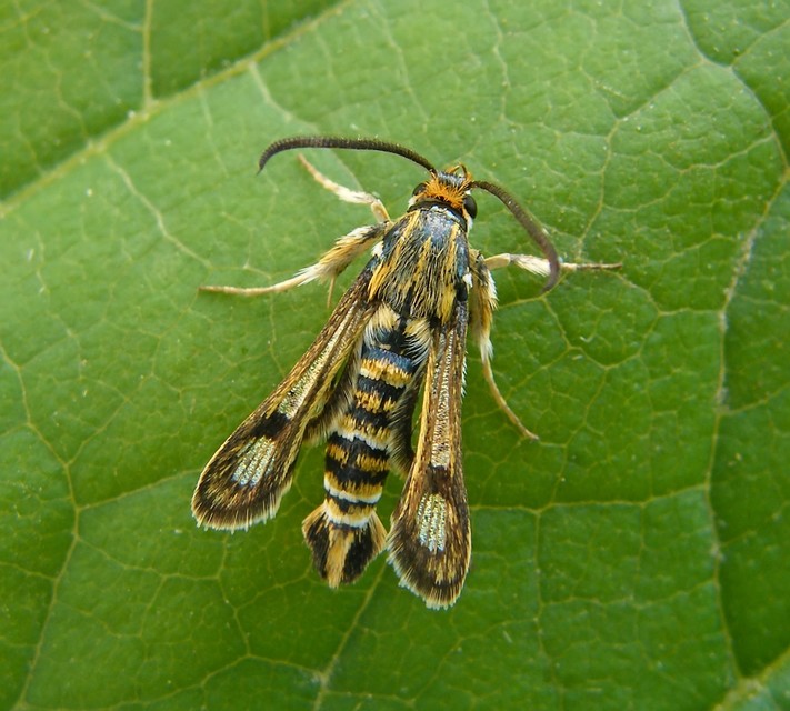 Sesiidae - szitkárfélék