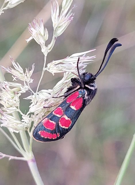 Zygaena carniolica - fehérgyűrűs csüngőlepke