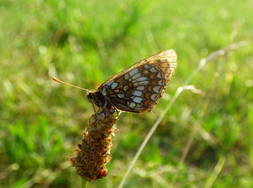 Melitaea britomartis - barnás tarkalepke