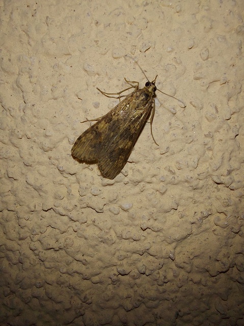 Nomophila noctuella - közönséges vándormoly