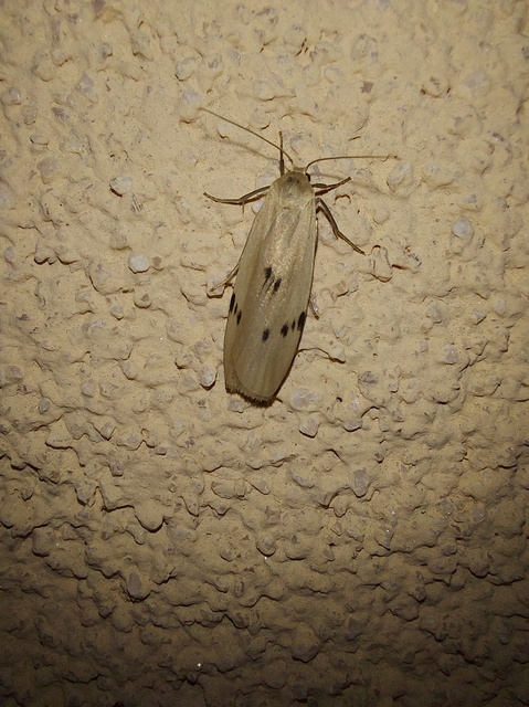 Pelosia muscerda - hamvas zuzmószövő