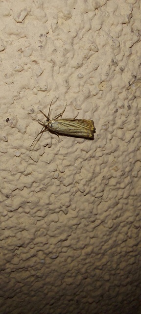 Chrysoteuchia culmella - kerti fűgyökérmoly