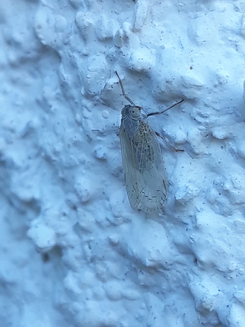 Cixiidae - recéskabócák