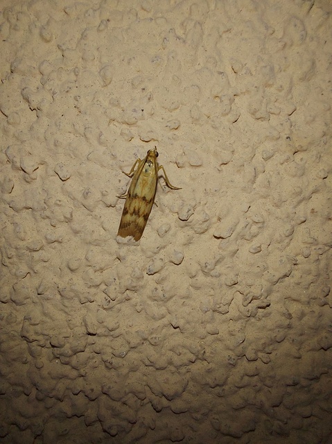 Homoeosoma sinuella - agyagsárga karcsúmoly