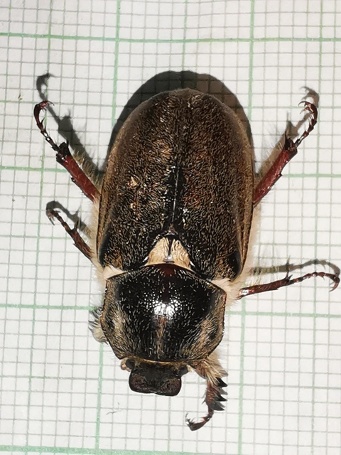 Anoxia pilosa - pusztai cserebogár