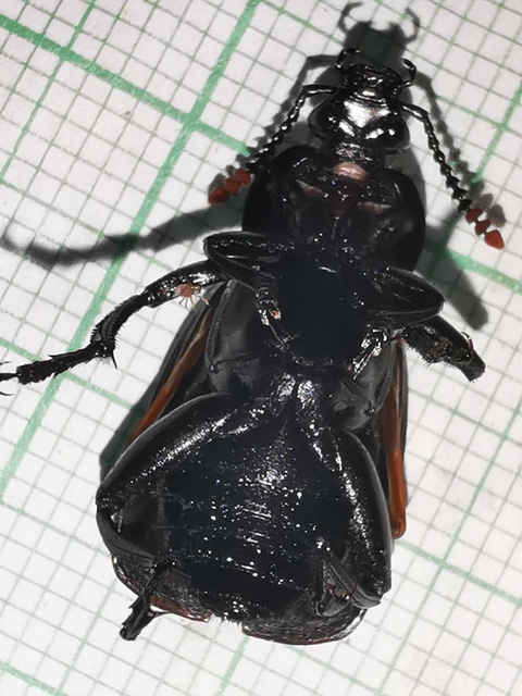 Necrodes littoralis - nagy dögbogár