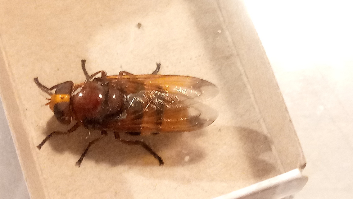 Volucella zonaria - kétöves pihelégy