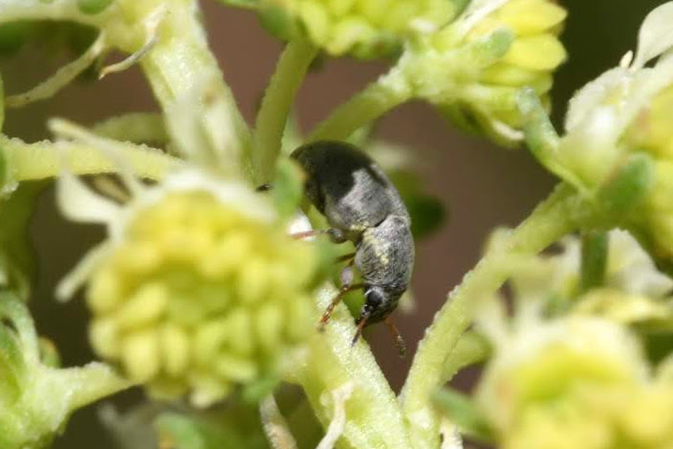 Bruchela rufipes - őszes rezedabogár