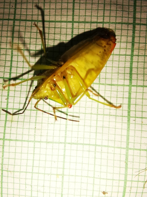 Acanthosoma haemorrhoidale - nagy dajkapoloska Acanthosoma haemorrhoidale - nagy dajkapoloska