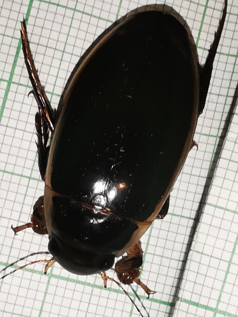 Dytiscus circumflexus - foltoshasú csíkbogár
