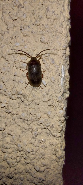 Hymenalia rufipes - rőtlábú alkonybogár