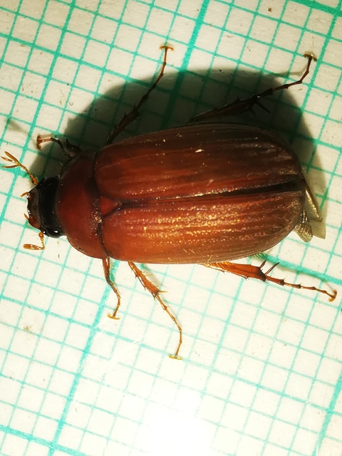 Serica brunnea - homoki kiscserebogár