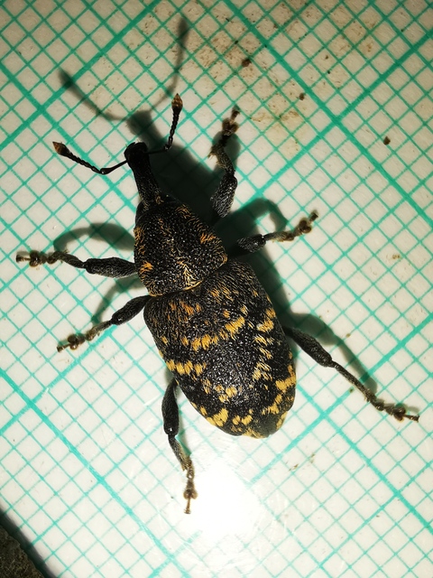 Hylobius abietis - nagy fenyvesormányos