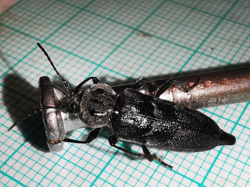 Hylotrupes bajulus - házicincér