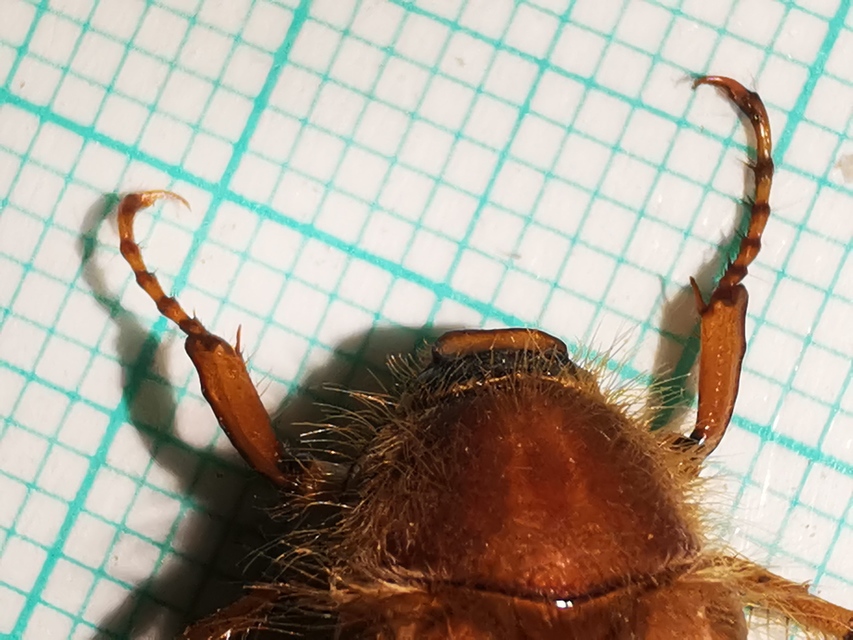 Amphimallon solstitiale - bordás sárgacserebogár