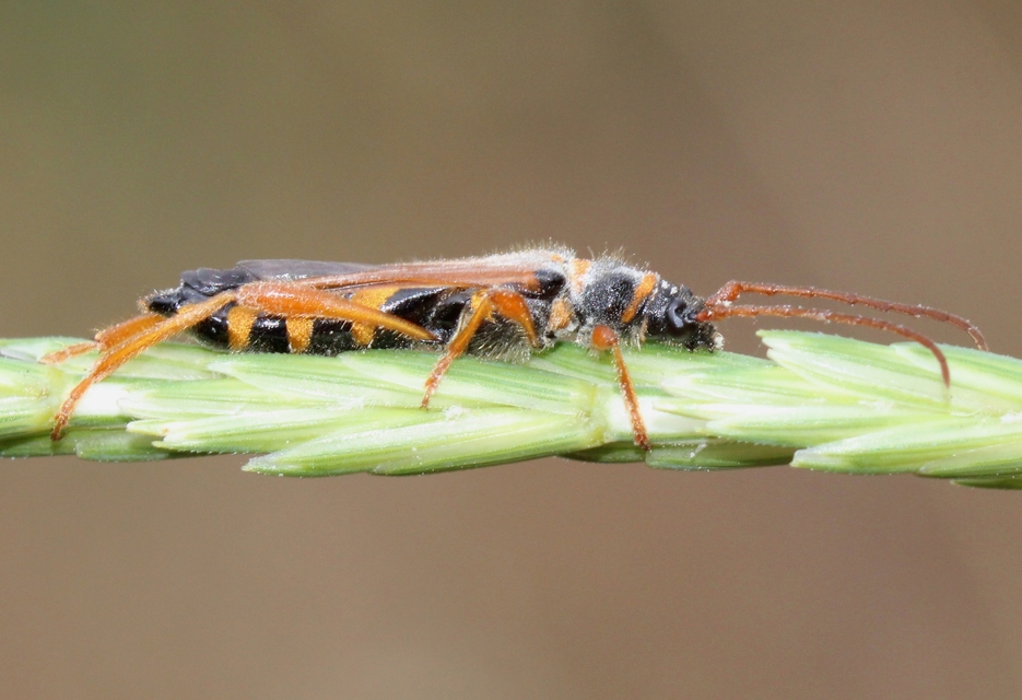 Stenopterus flavicornis - sárgacsápú keskenyfedőscincér