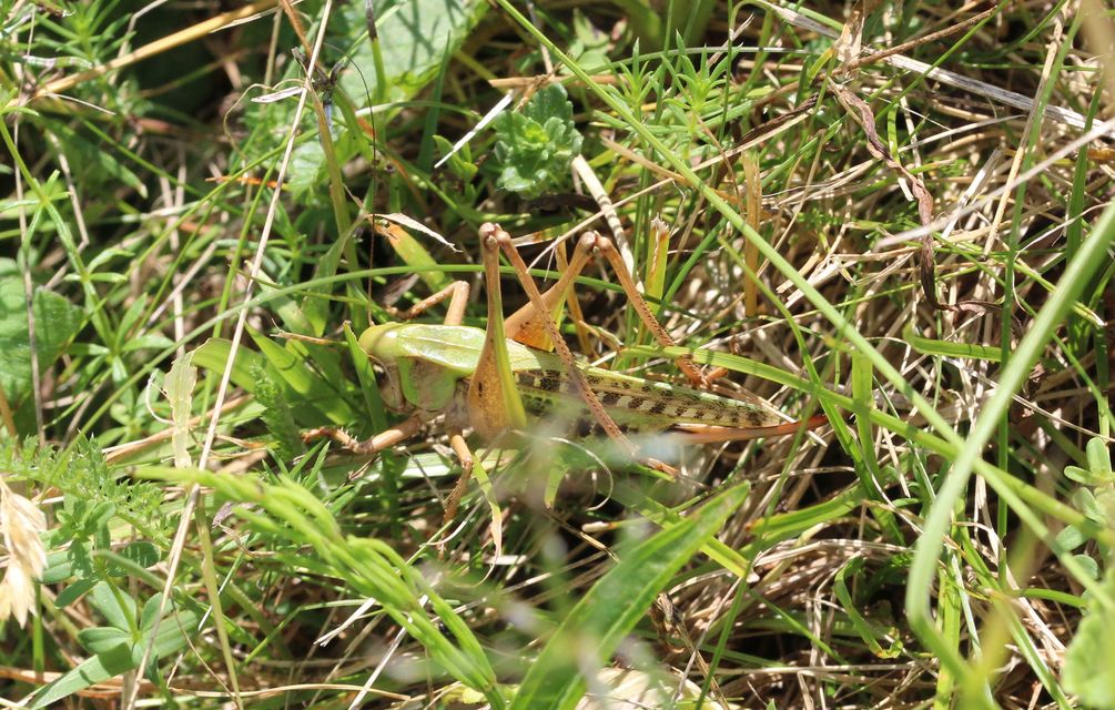 Decticus verrucivorus - szemölcsevő szöcske