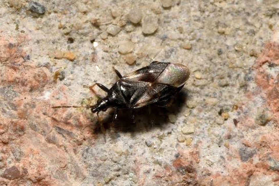 Anthocoridae - virágpoloskák Anthocoridae - virágpoloskák