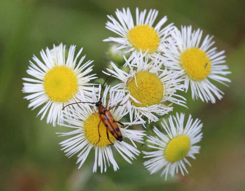 Stenurella septempunctata - hétpettyes karcsúcincér