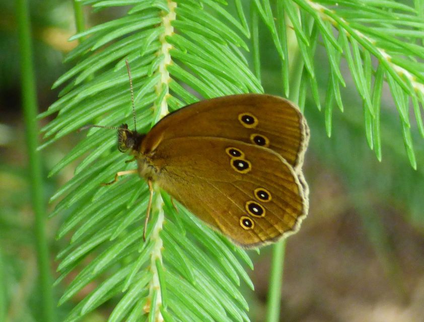 Aphantopus hyperanthus - közönséges ökörszemlepke