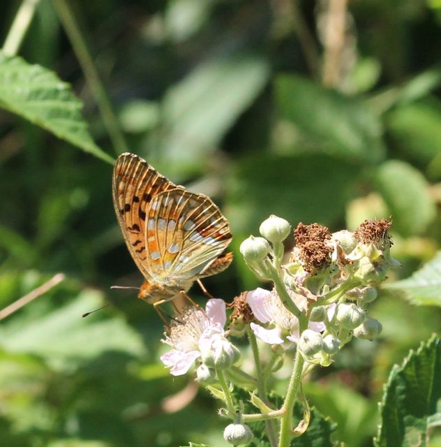 Argynnis adippe - ezüstös gyöngyházlepke